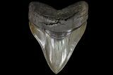 Serrated, Megalodon Tooth - Collector Specimen! #73833-1